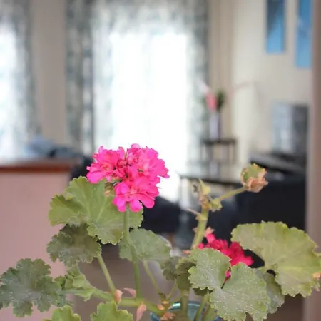 Paradise Gardens *